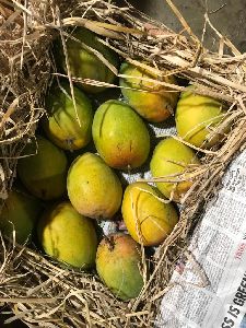 Fresh Ratnagiri Alphonso Mango