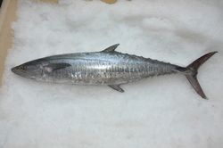 mackerel fillet