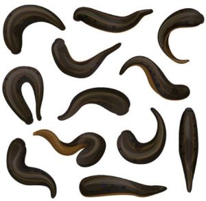 Leech,Jonk Leech Therapy Service