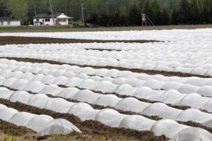 Non Woven Crop Cover