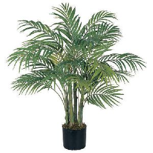Areca Palm Tree