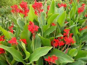 Canna Indica Plants