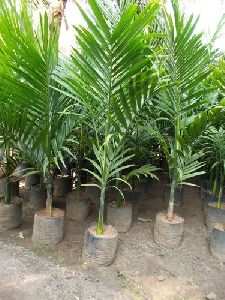 Supari Palm Tree