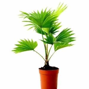 Table Palm Tree