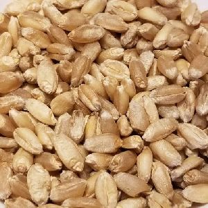 HD-3226 Wheat Seeds