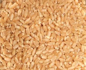 PBW-373 Wheat Seeds