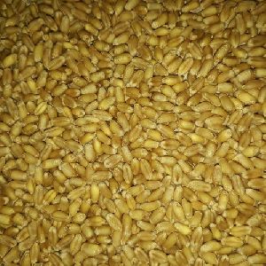 PBW-725 Wheat Seeds