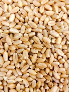 RAJ-3765 Wheat Seeds