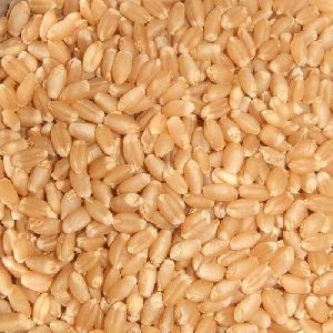 Unnat PBW-550 Wheat Seeds