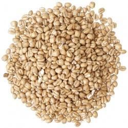 WH-1124 Wheat Seeds