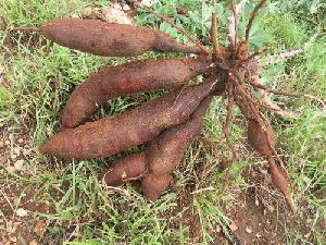 tapioca roots