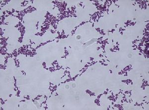 bacillus pumilus
