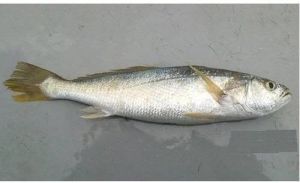 silver sillago fish