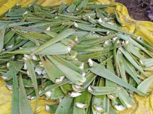 Aloe Vera Leaf