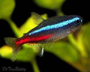 Neon Tetra Aquarium Fish