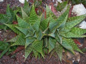 Aloe Maculata Plant