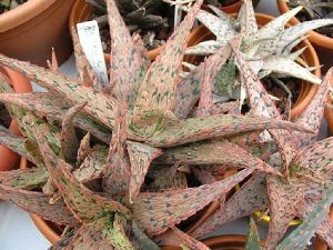 Aloe Pink Blush Plant