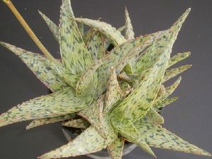 Aloe Pink Blush Plant3