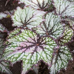 Begonia ‘Jurassic Green Streak