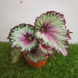 Begonia ‘Jurassic Green Streak2