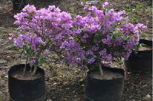 Bougainvillea Glabra Lilac Queen Plant