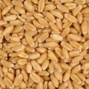 Organic Wheat