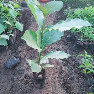 Teak Plant