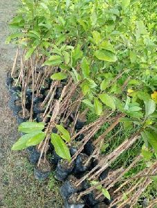 Custard Apple Plant