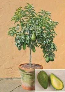 GRAFTED AVOCADO PLANT