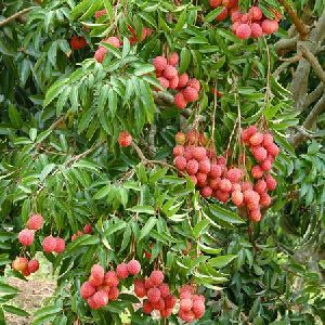 Lychee Plant