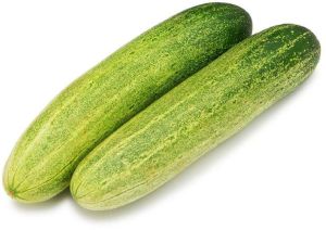 Fresh Cucumber