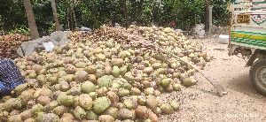 Coconut Husk