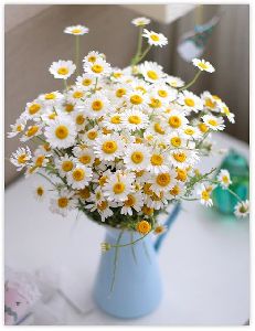 Fresh Daisy Flower
