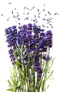 Fresh Lavender Flower