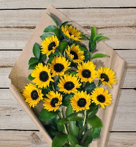 Fresh Sunflower