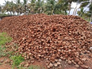 Coconut Shell