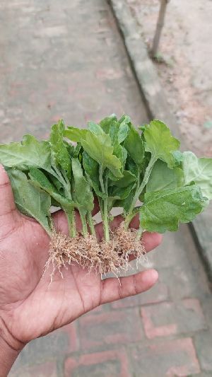 Sent Yellow Chamanthi Plants