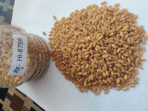 Wheat Seed