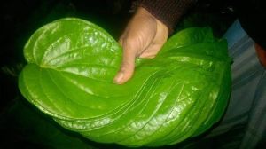 Betel Leaf