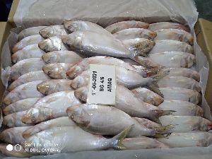Fresh Hilsa Fish