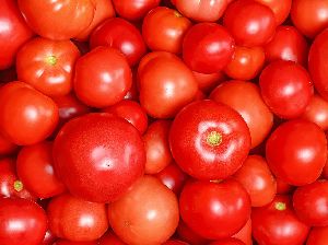 Hybrid Fresh Tomato