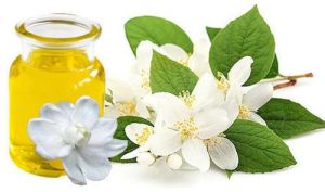 Jasmine Absolute Essential Oil