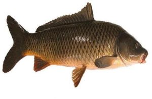 Rahu Fish