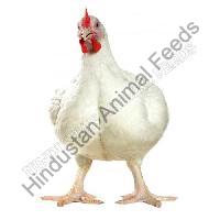 Broiler Pre Starter Poultry Feed