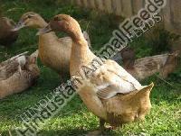 Duck Breeder Feed