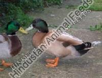 Duck Grower Feeds