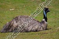 Emu Breeder Feed