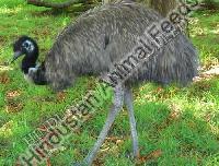 Emu Finisher Feed