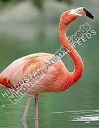 Flamingo Feeds