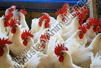 Layer Breeding Poultry Feed